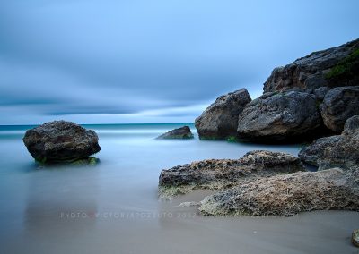 Blue turtles